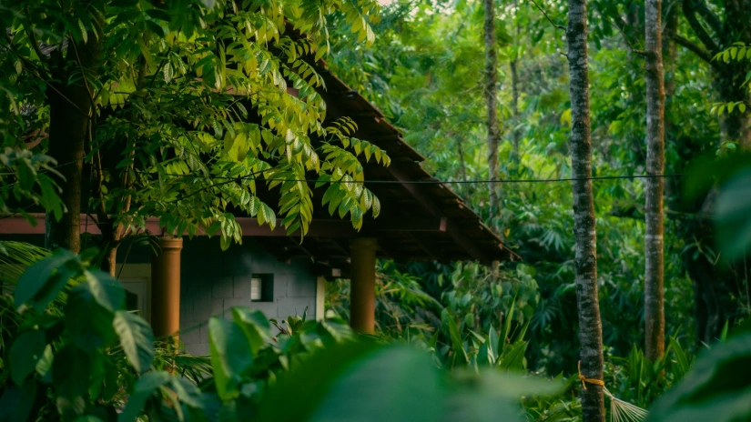 a house in the middle of a jungle