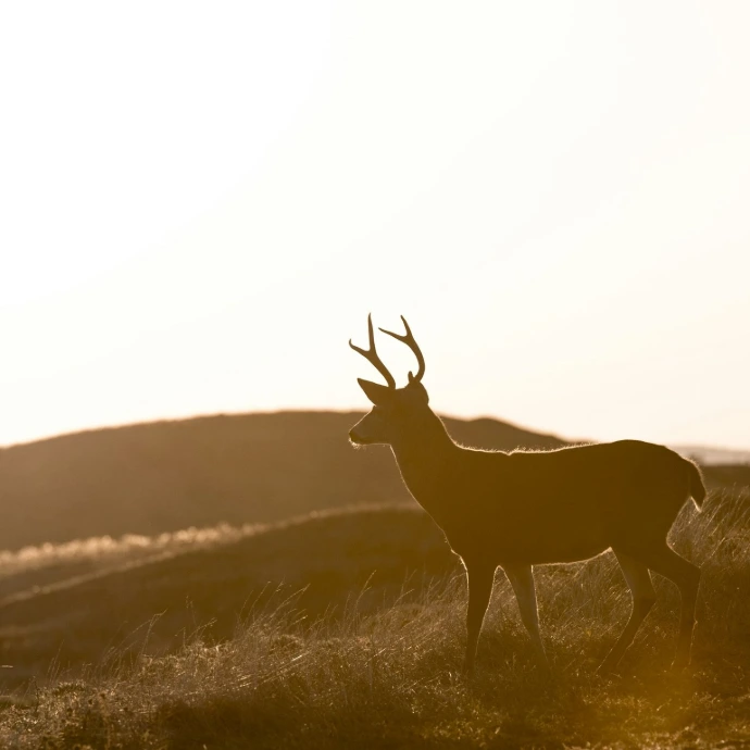 silhouette of deer standing on grass field