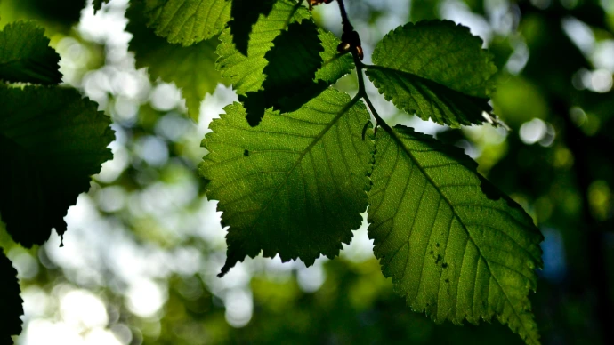 green leaf in close up photography
