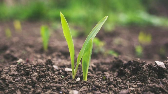 green plant sprouting at daytime