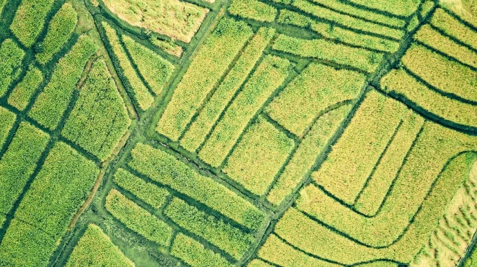 an aerial view of a rice field
