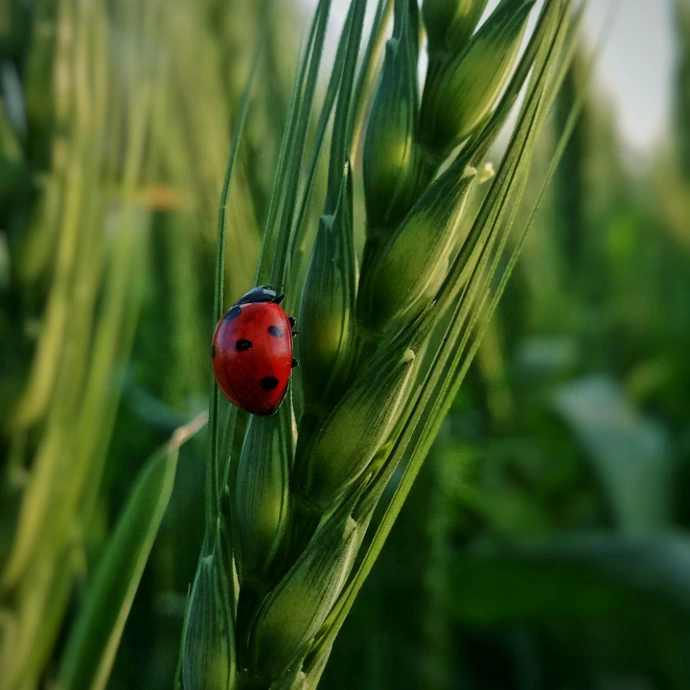 a ladybug sitting on top of a green plant
