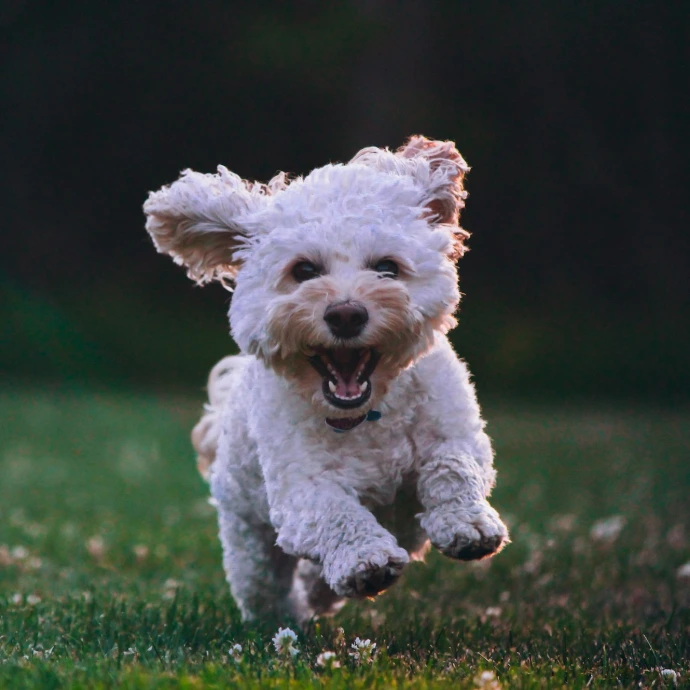 shallow focus photography of white shih tzu puppy running on the grass