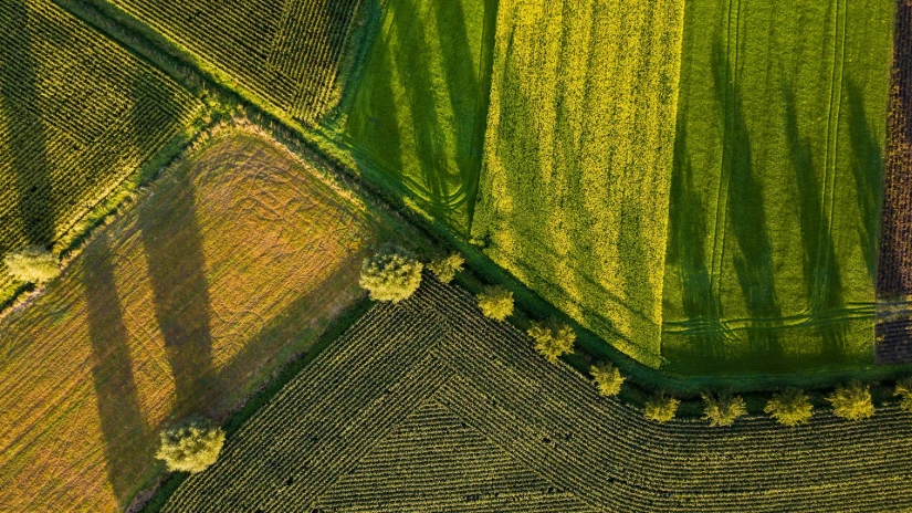 aerial photography of field
