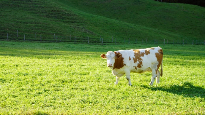 a brown and white cow standing on top of a lush green field
