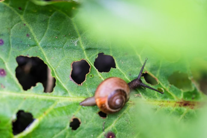 brown snail on green leaf
