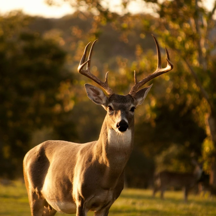 selective focus photography of brown deer standing on green grass field during daytime