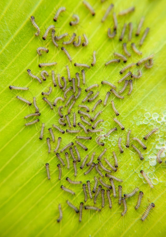 A group of bugs crawling on a green leaf